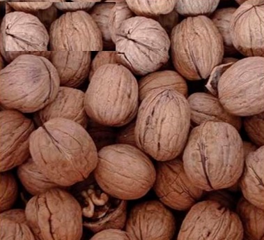 گردو پوست کاغذی